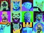 Funny Cats