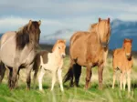 Horse Family