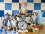 Kittens In The Kitchen
