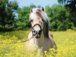 Horse In A Rapeseed Field