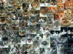Collage - Cats