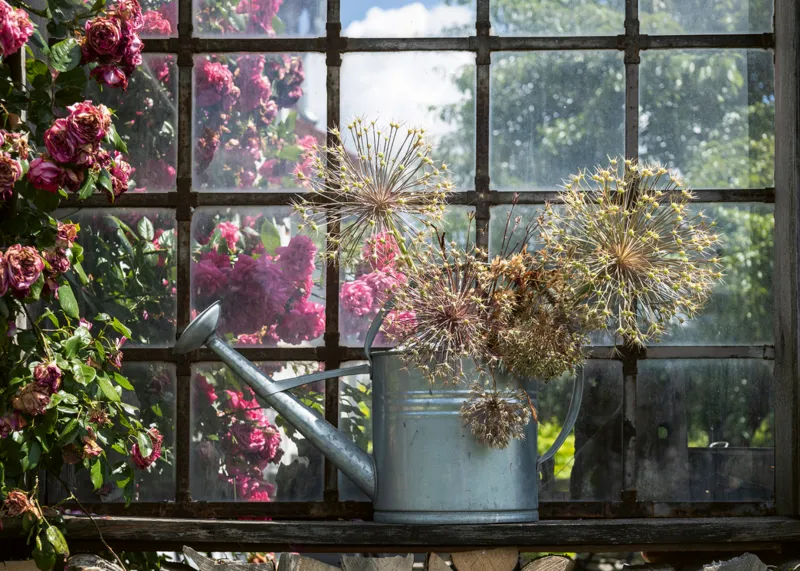 Dried Allium In A Watering Can