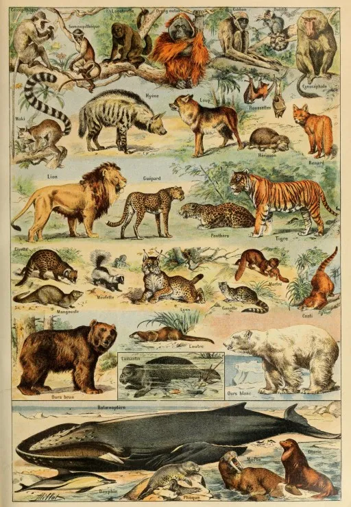 Illustration from the Larousse pour Tous: Mammals, 19th Century
