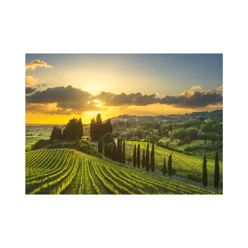 Puzzle XL - Maremma Vineyard