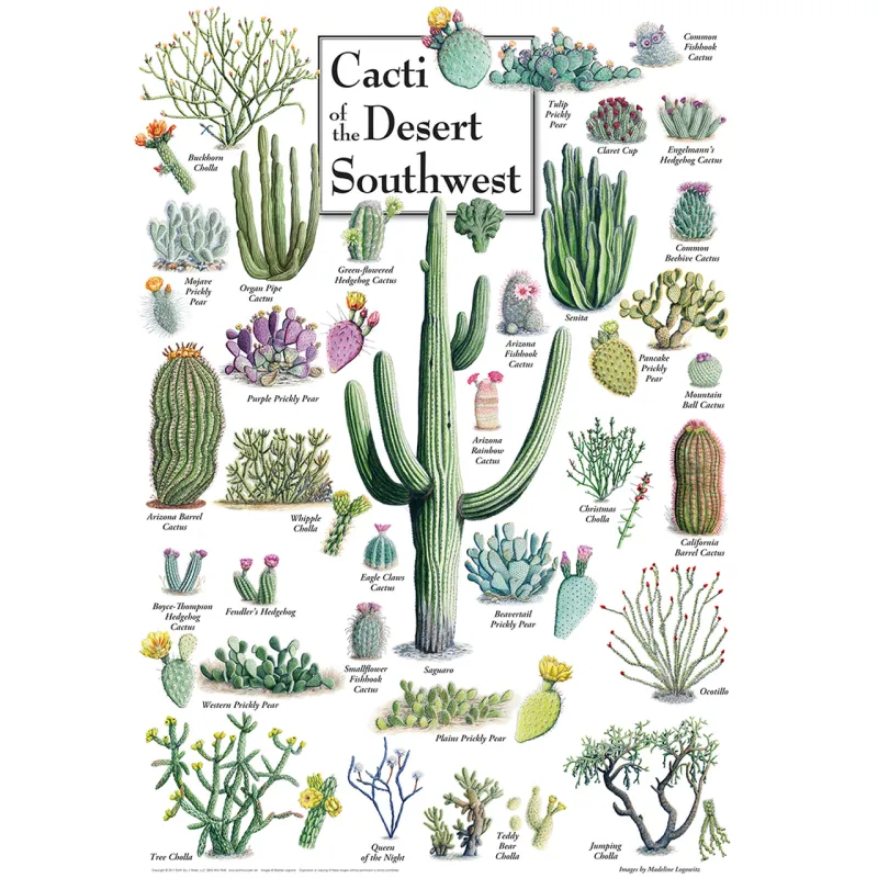Cacti of the Desert Southwest