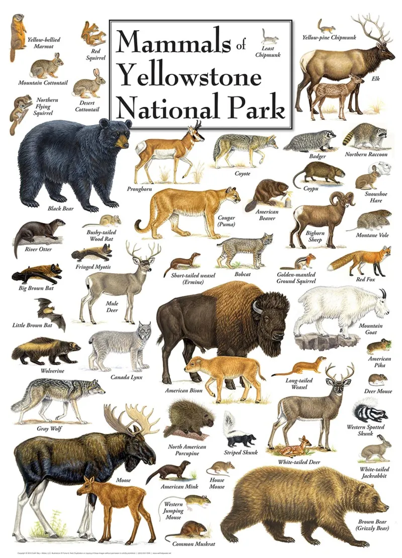 Yellowstone National Park Pine Marten 1000 Piece Puzzle For Adults - Nature Wildlife Photography Puzzle