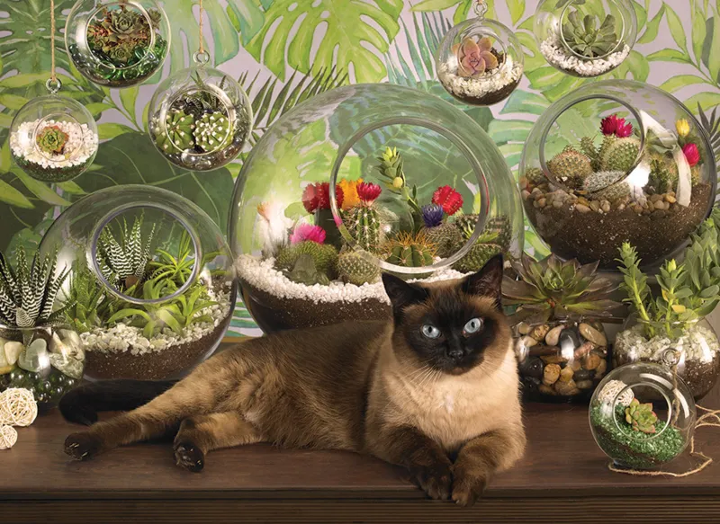 Terrarium Cat
