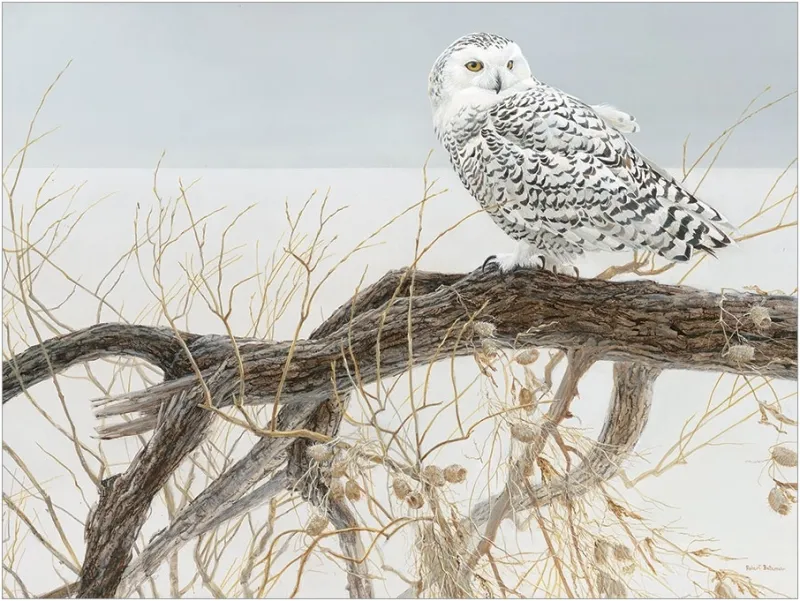 XXL Pieces - Fallen Willow Snowy Owl