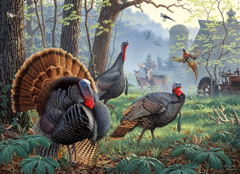 Larry Zach - Old Tom's Farm