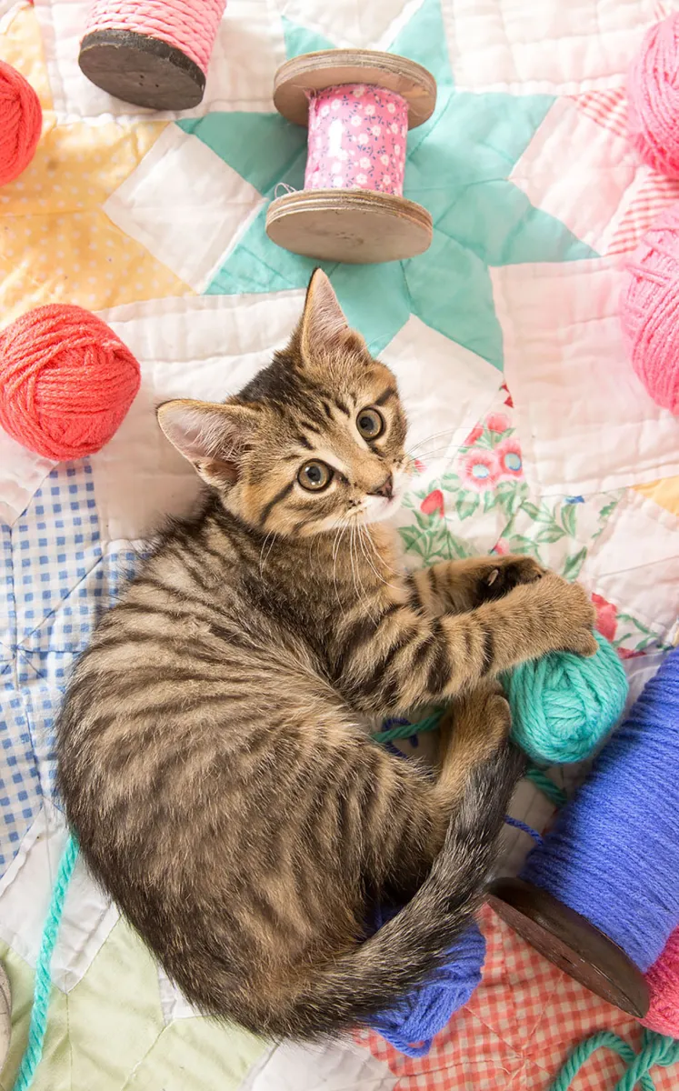 The Cat and his Pelotes