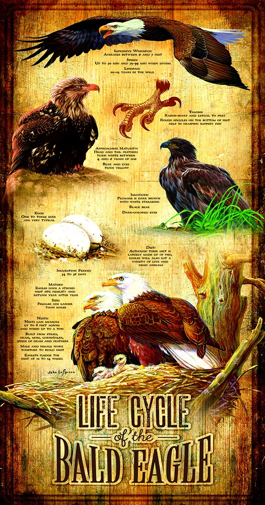 XXL Pieces - Life Cycle of the Bald Eagle