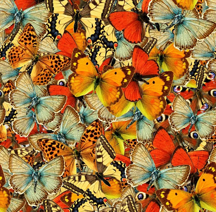 Butterflies Butterflies Butterflies!