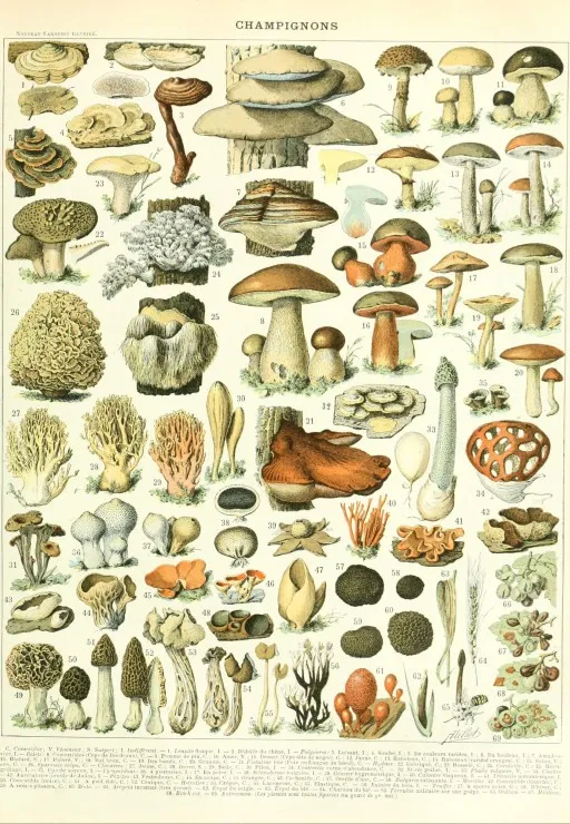Larousse illustration: Mushrooms, 19th Century