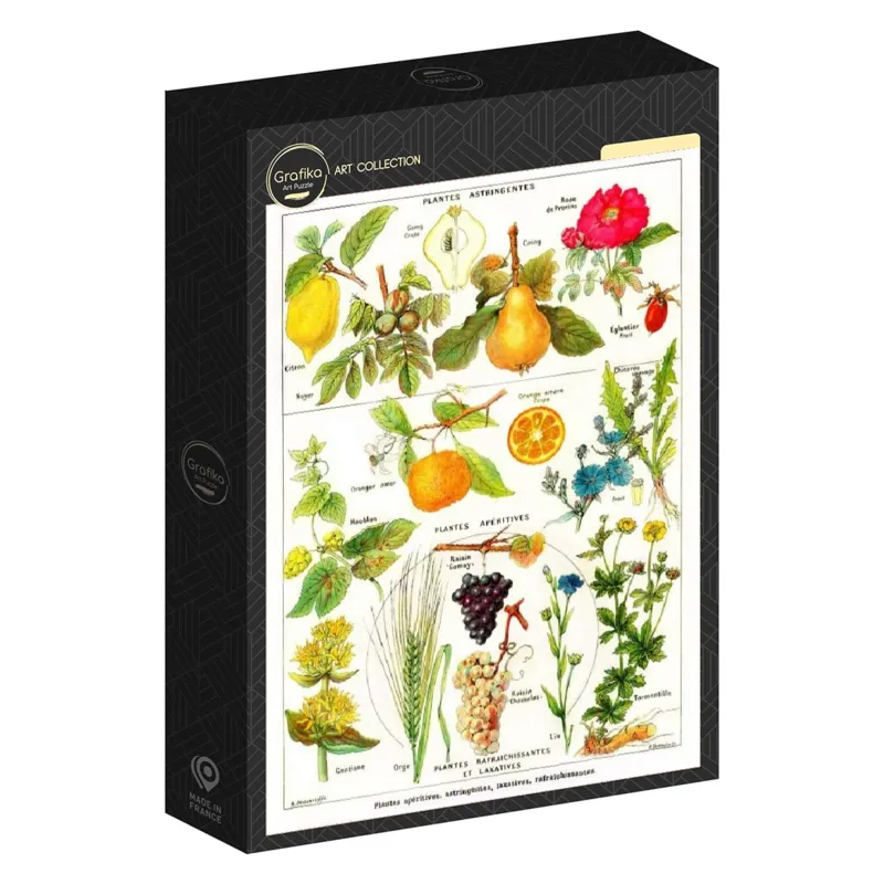 Illustration from the Larousse Medical Illustré: Astringent and Aperitive Plants, 1912