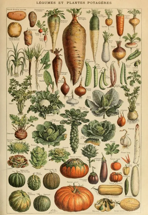 Illustration from the Larousse pour Tous: Vegetables and Vegetable Plants, 19th Century