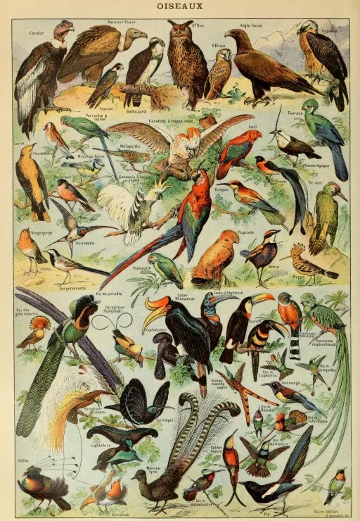 Illustration from the Larousse pour Tous: Birds, 19th Century