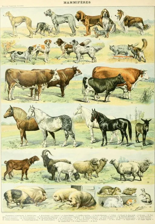 Illustration from the Nouveau Larousse Illustré: Mammals, 19th Century
