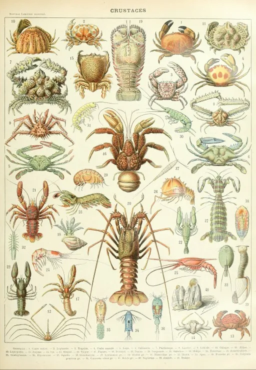 Illustration from Larousse : Crustaceans