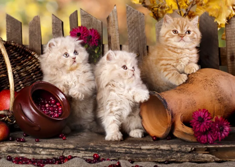 Persian Cats