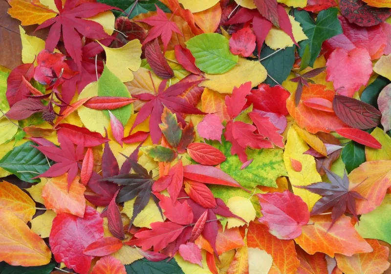 Herbst-Impressionen