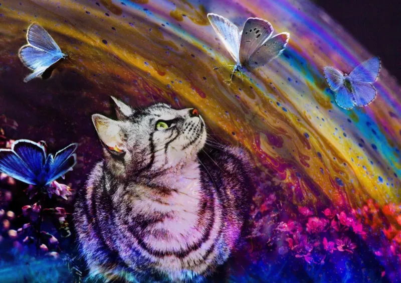 Cat and Butterflies