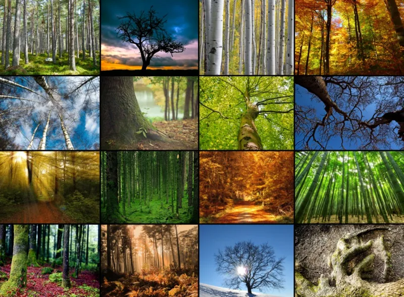 Puzzle Collage - Trees - 2000 pièces - Grafika-F-30066