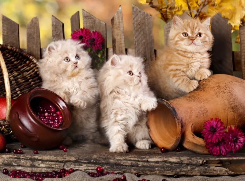 Persian kittens