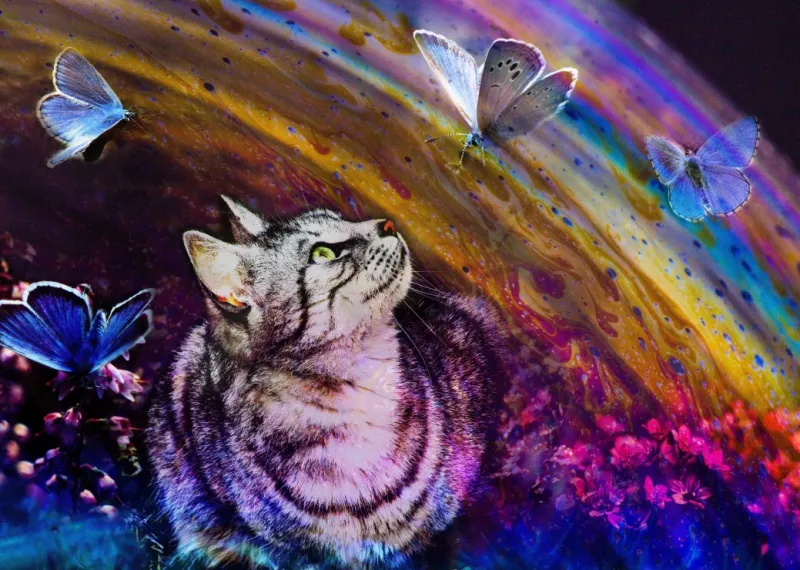 Cat and Butterflies