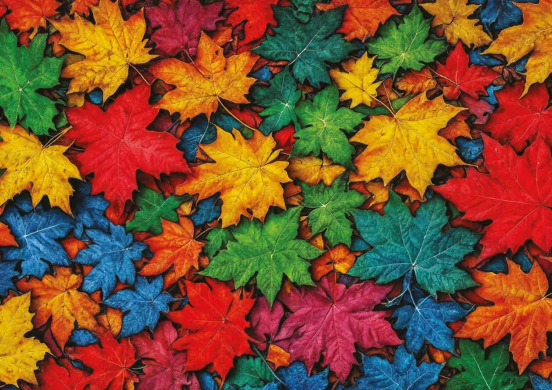 Colorful Leaves
