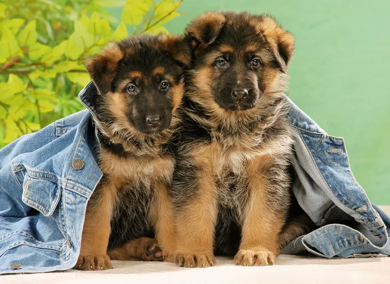 Puppies