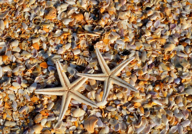 Muscheln und Seestern