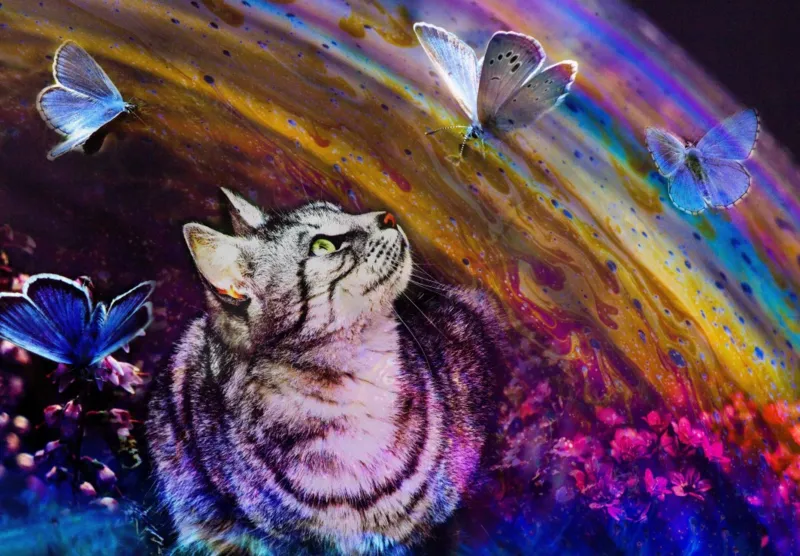 Cat and Butterflies