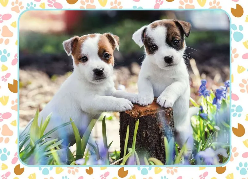 The Little Jack Russells