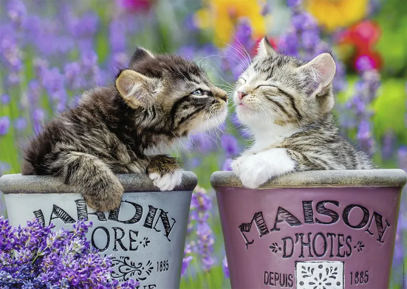 Kittens Kisses