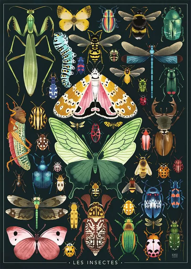 Insects - Rebecca Romeo