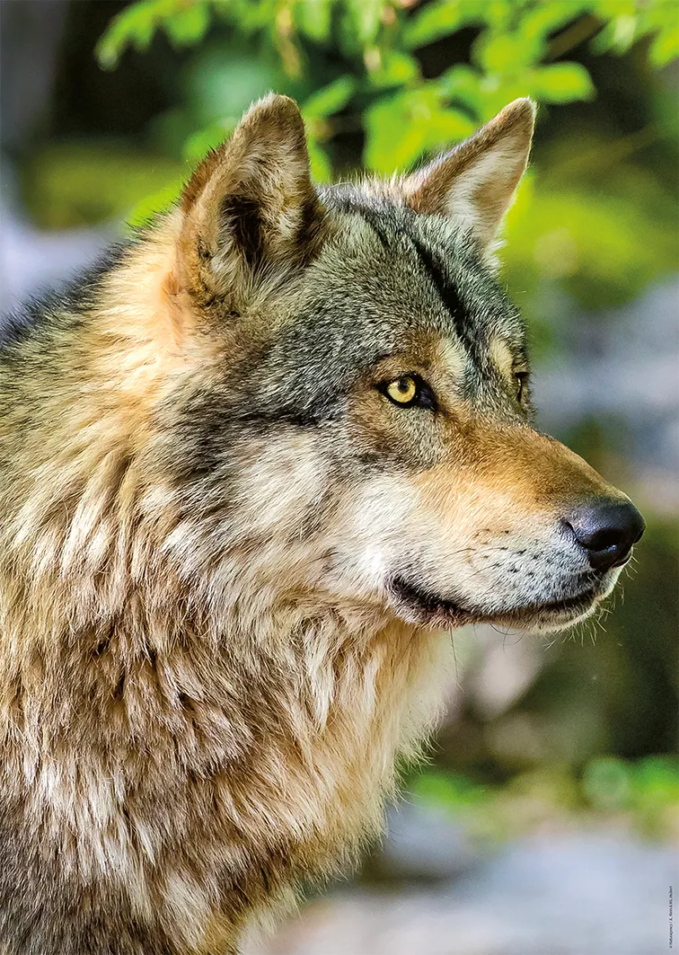 European Grey Wolf
