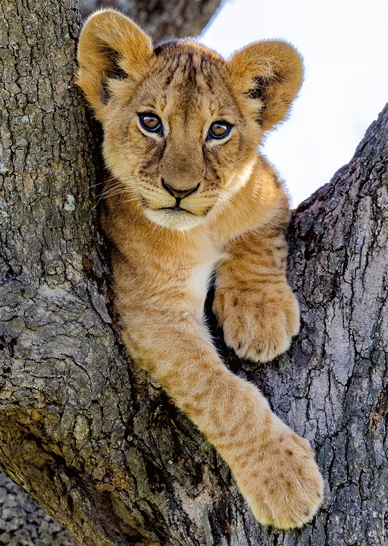 Desert Lion Cub