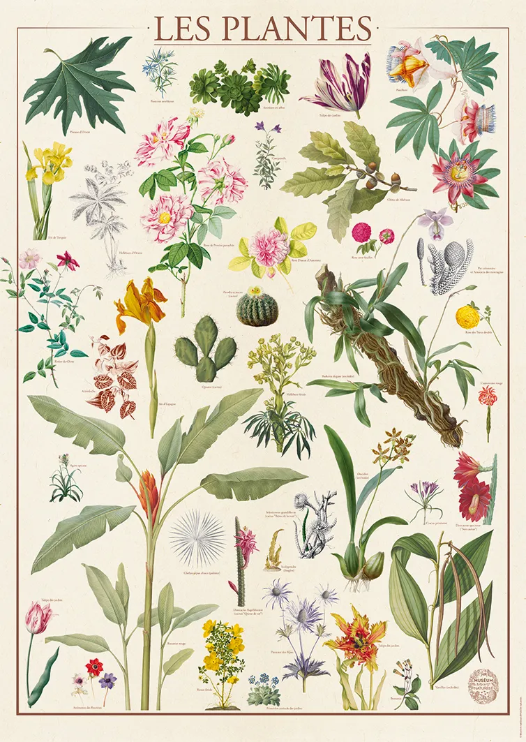 Muséum National d'Histoire Naturelle - Plants