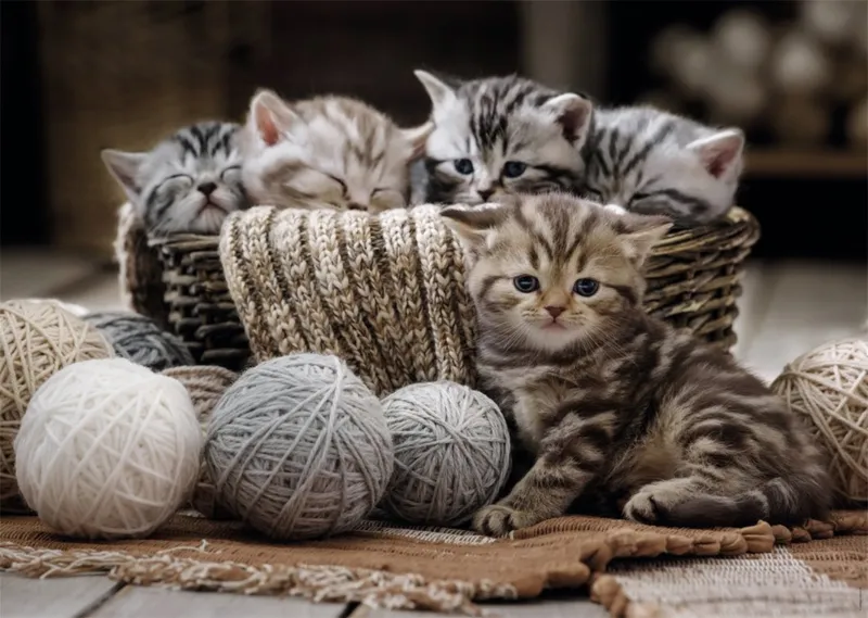 Kittens