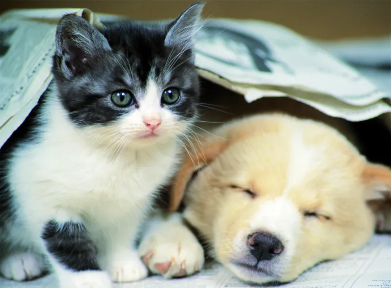 Jigsaw Puzzle - 500 Pieces - Wake up