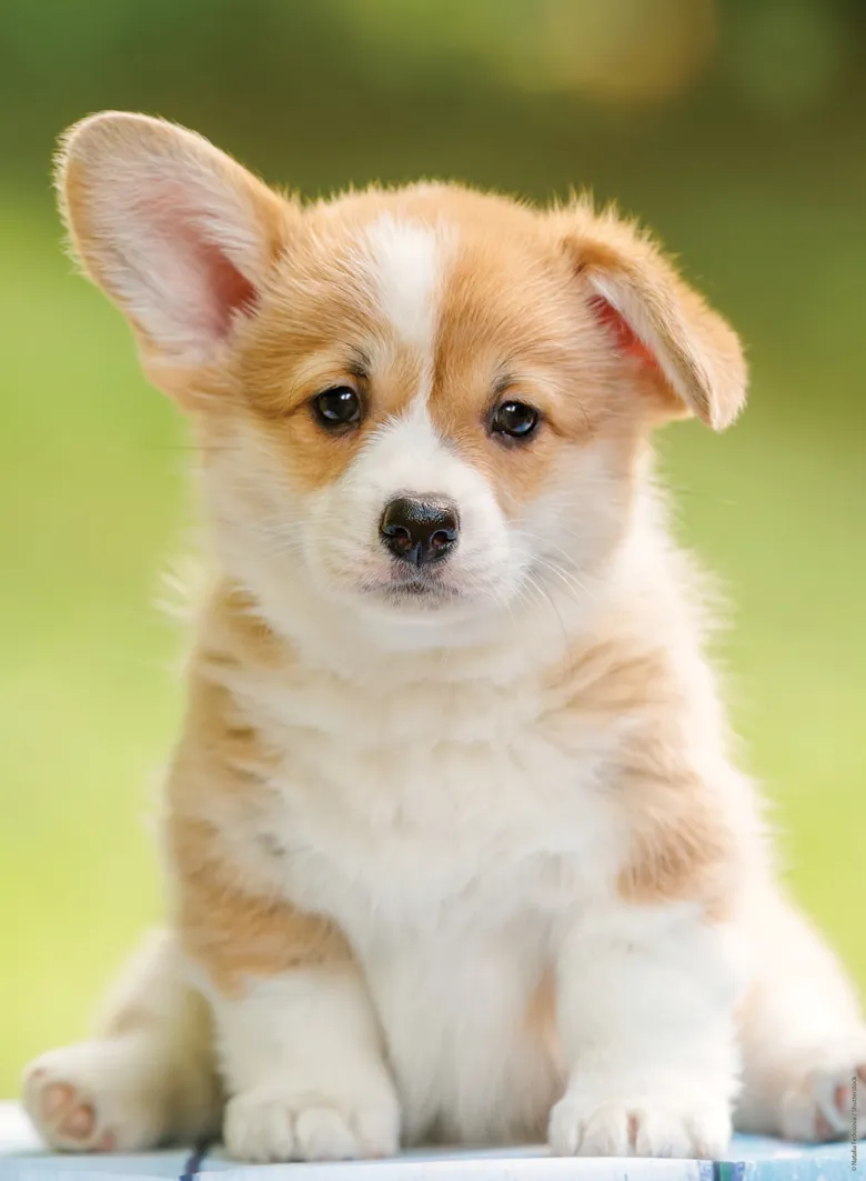 Adorable Corgi