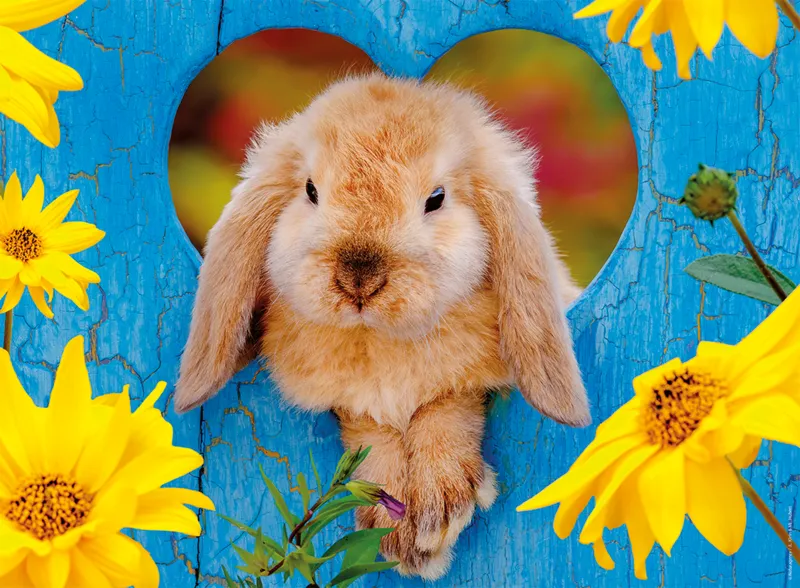 Little Dwarf Ram Rabbit