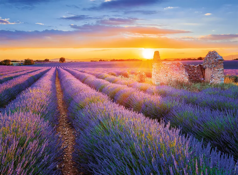 Collection French Regions - Lavender Route, Valensole