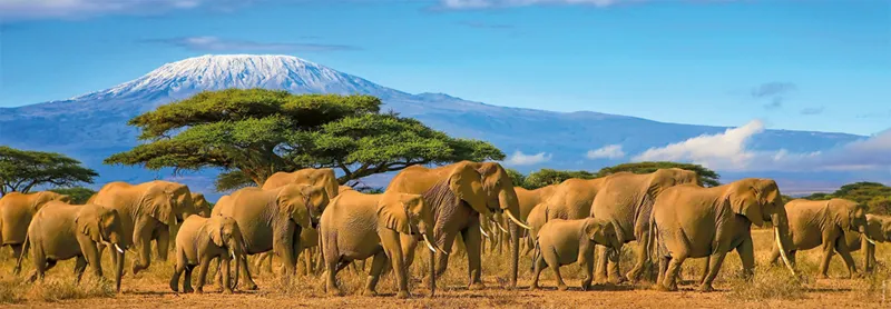 Panoramic Puzzle - Herd Of Elephants