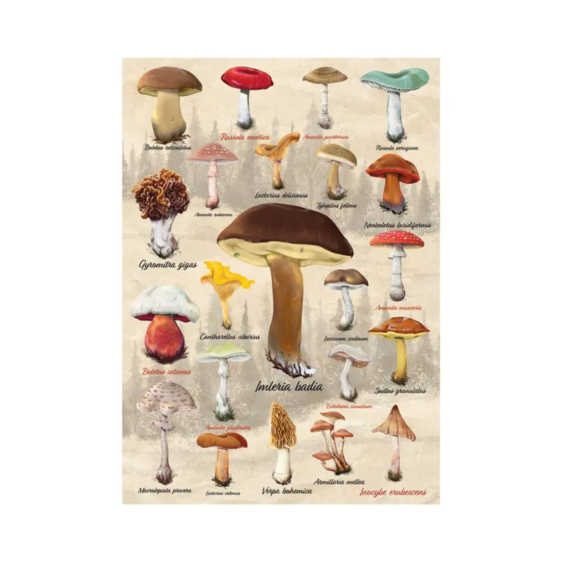 Mushroom Collage