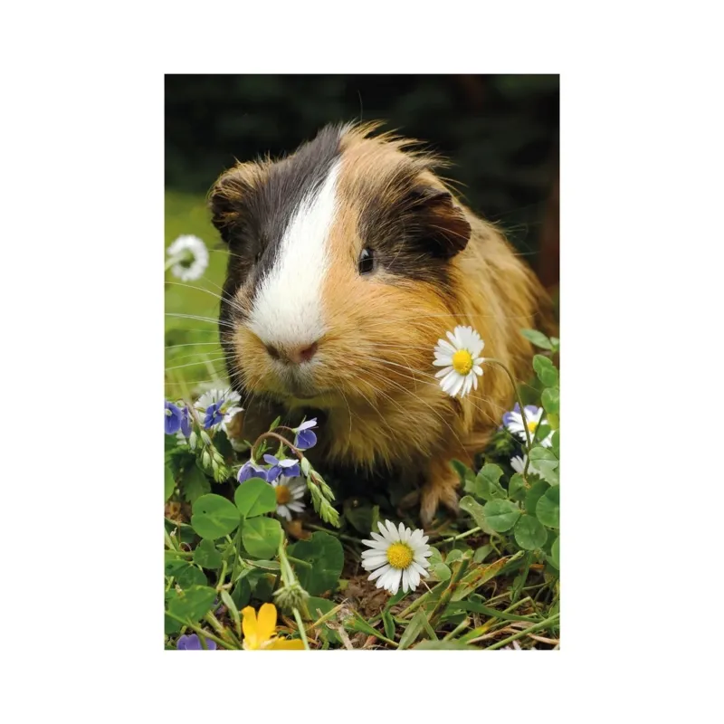 2 Puzzles - Bunny And Guinea Pig