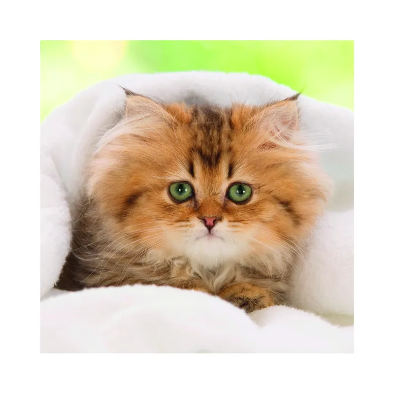 3 Puzzles - Cute Kittens