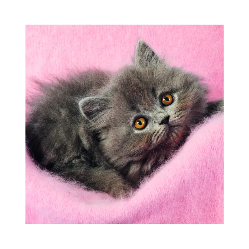 3 Puzzles - Cute Kittens