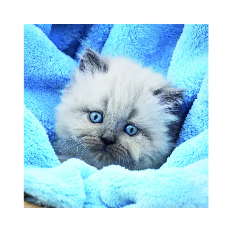 3 Puzzles - Cute Kittens