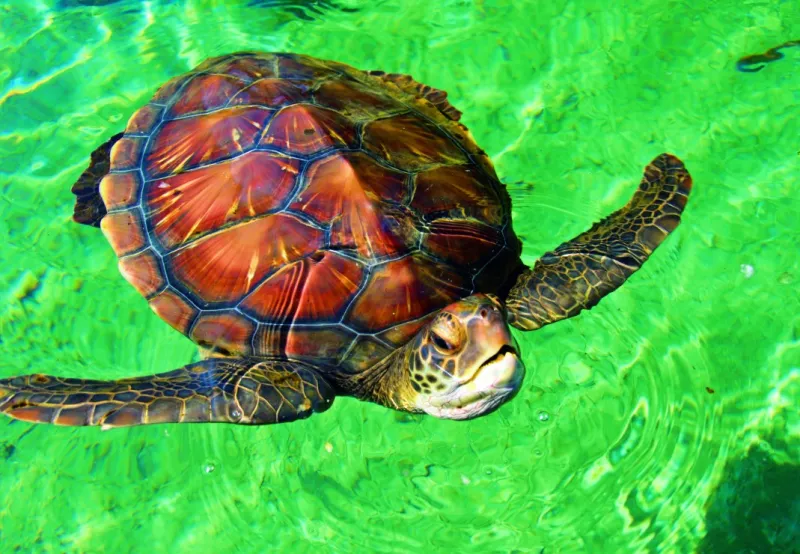 La Réunion - Tortue de Mer